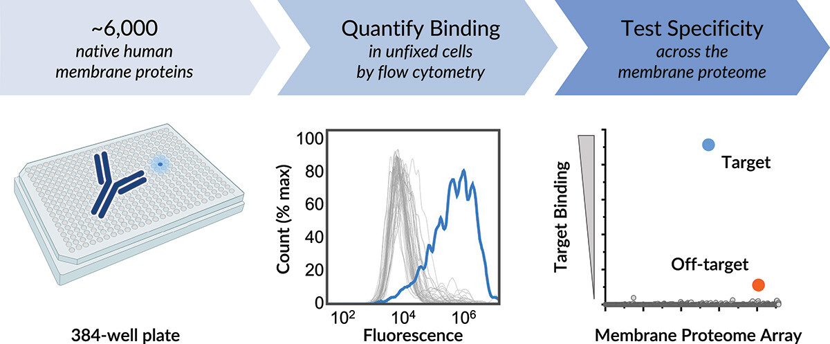 1937318302754394112-membrane-protein-antibody-specificity-profiling-service1.jpg