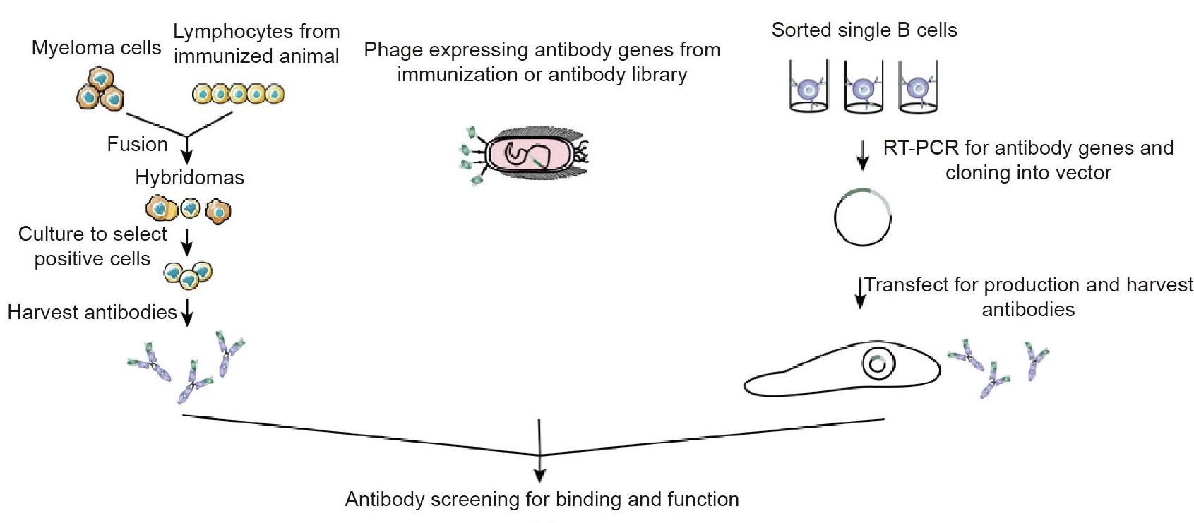 1937428079719337984-membrane-protein-based-drug-discovery-service1.jpg