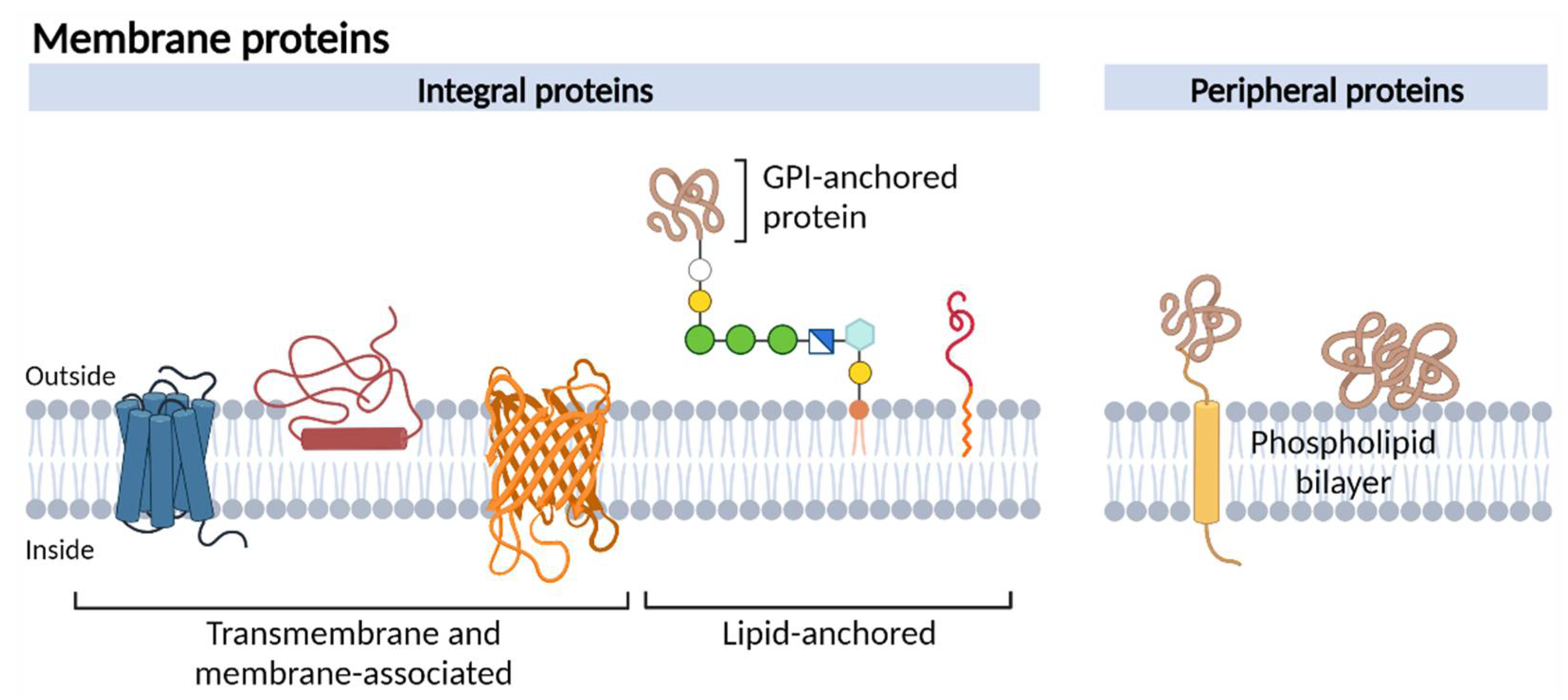 1937430628841148416-membrane-protein-based-small-molecule-drug-discovery-service1.png