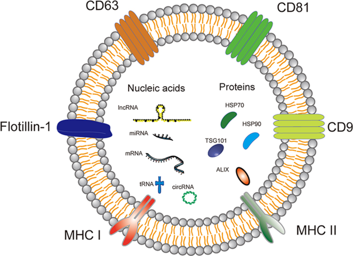 1937712265260814336-exosome-marker-analysis-service1.png