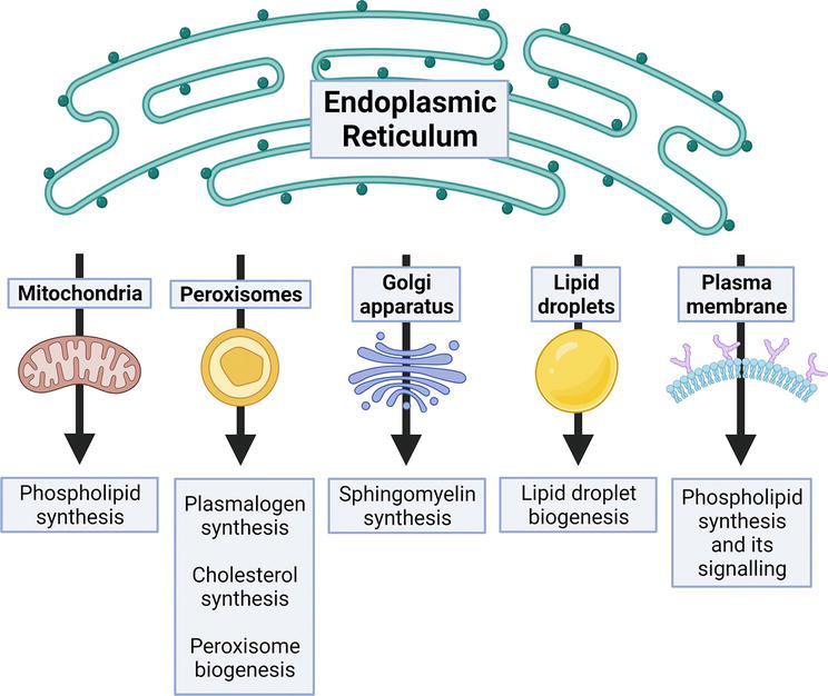 1937793009614180352-endoplasmic-reticulum-proteomics-services1.png