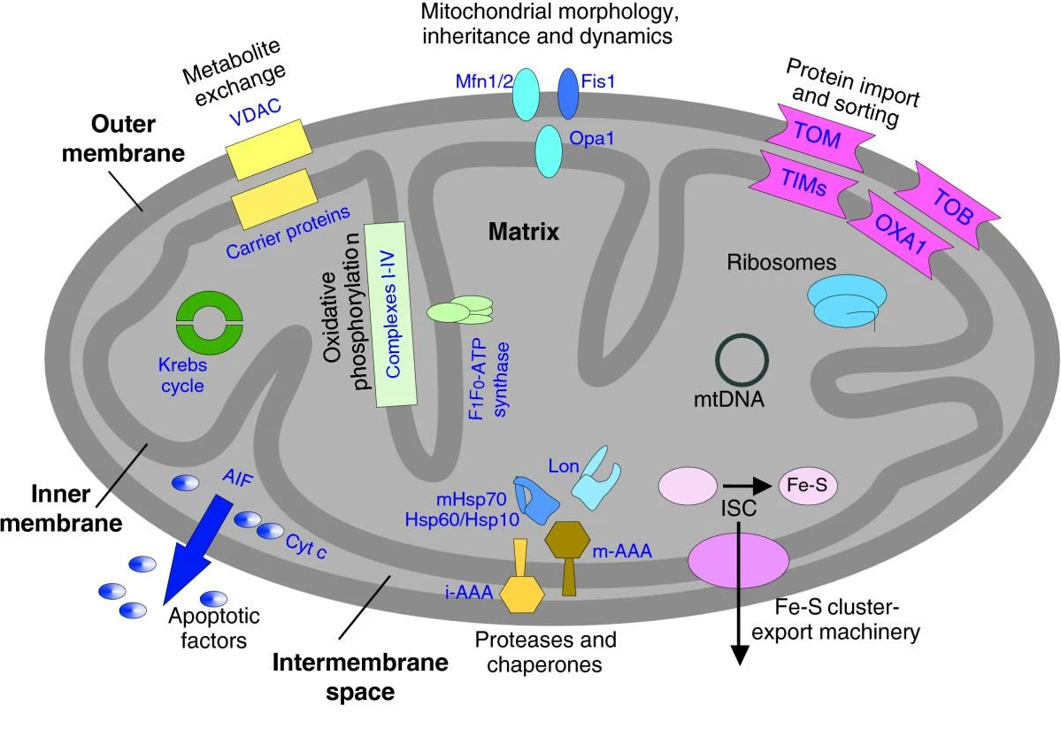1937801346724515840-mitochondrial-proteomics-services1.png