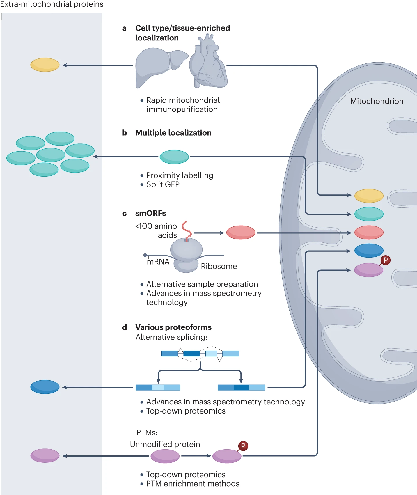 1937801474424295424-mitochondrial-proteomics-services2.png