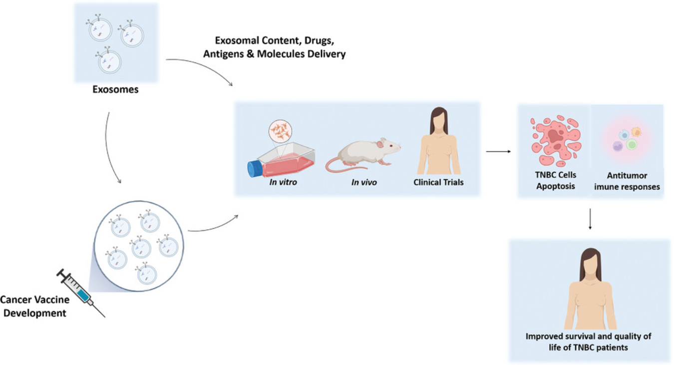 1938106618802196480-exosome-based-vaccine-development-service1.png