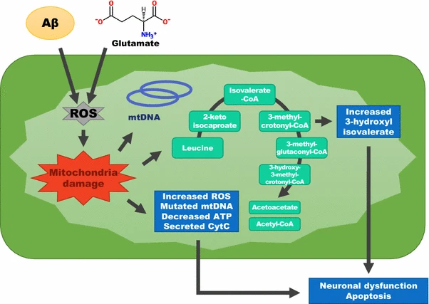 1938123082099707904-mitochondrial-metabolomics-analysis-services1.png