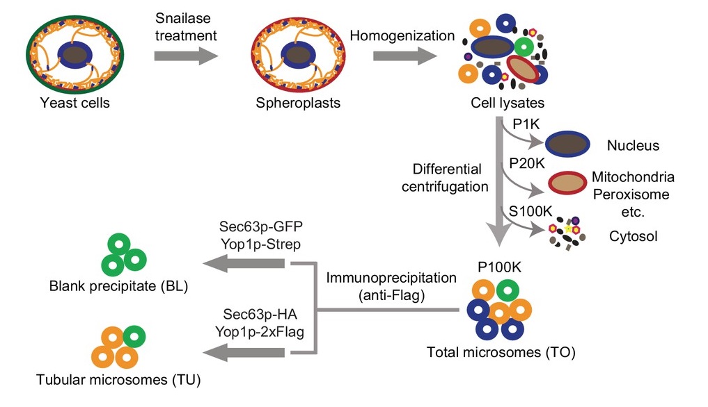 1938155892143411200-endoplasmic-reticulum-isolation-and-er-membrane-protein-purification-service1.jpg