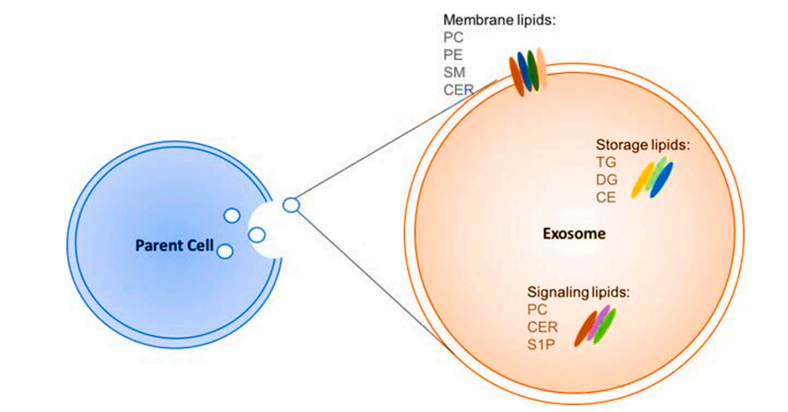 1938156588062330880-exosomes-lipidomics-services1.png