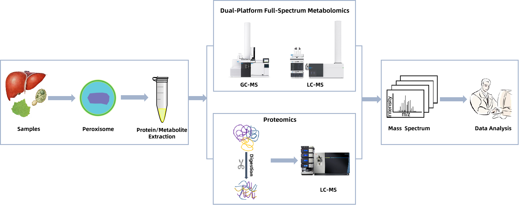 1938530530666528768-Peroxisome-analysis-services2.png