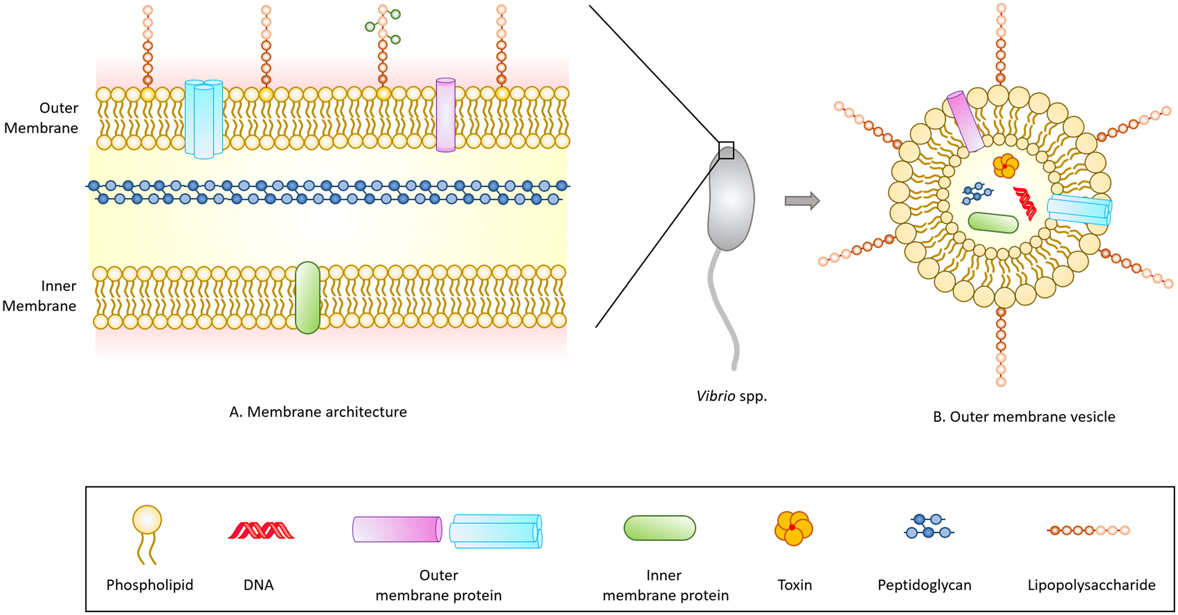 1938517056824135680-membrane-protein-based-vaccine-development-service1.jpg