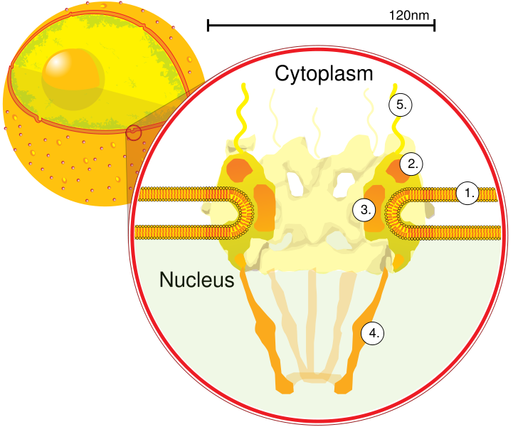 1938526757800497152-nuclear-pore-complex-proteomics-services1.png