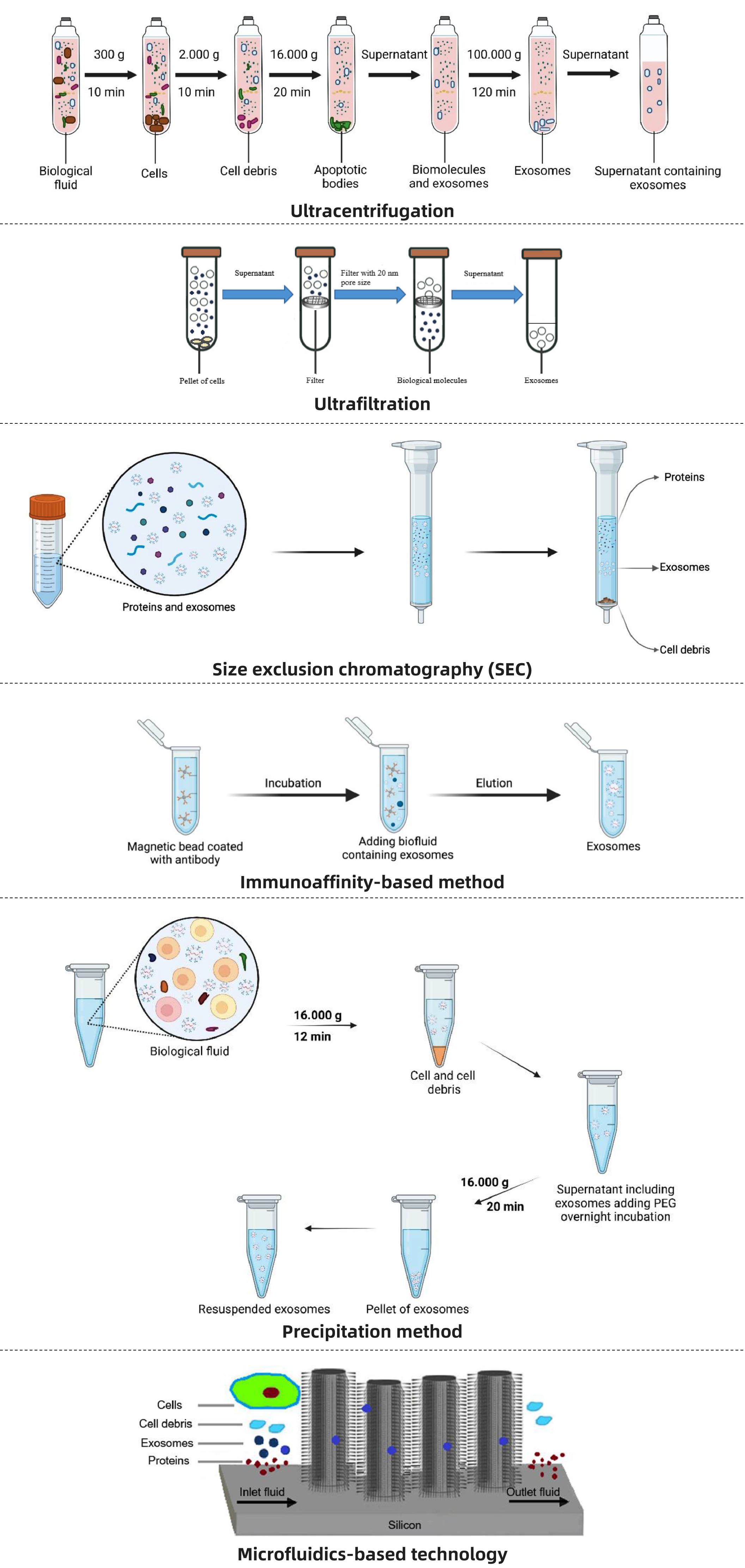 1938527577161977856-exosome-isolation-and-purification-service1.png