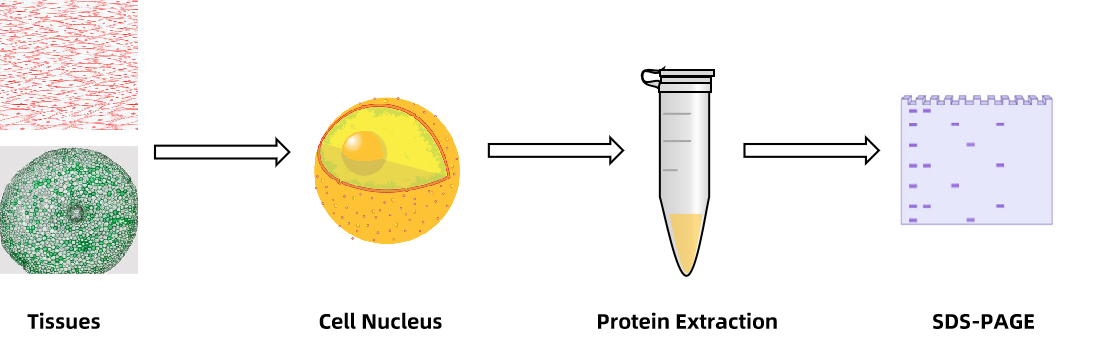 1938527804396785664-nucleus-isolation-and-nuclear-protein-purification-service1.png