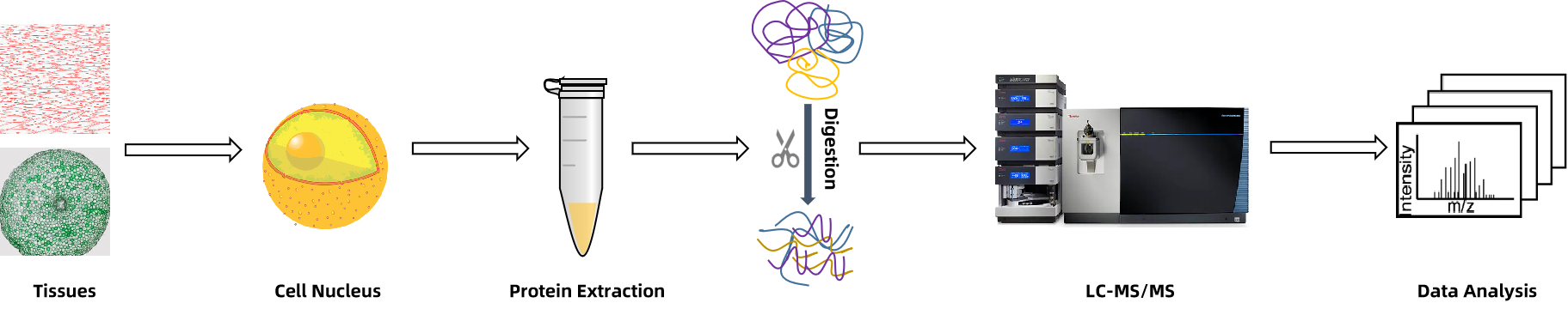 1938528449795313664-nuclear-proteomics-services1.png