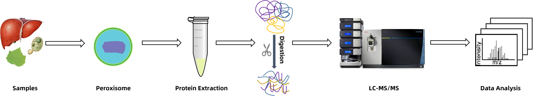 1938533326609043456-peroxisome-proteomics-services1.png