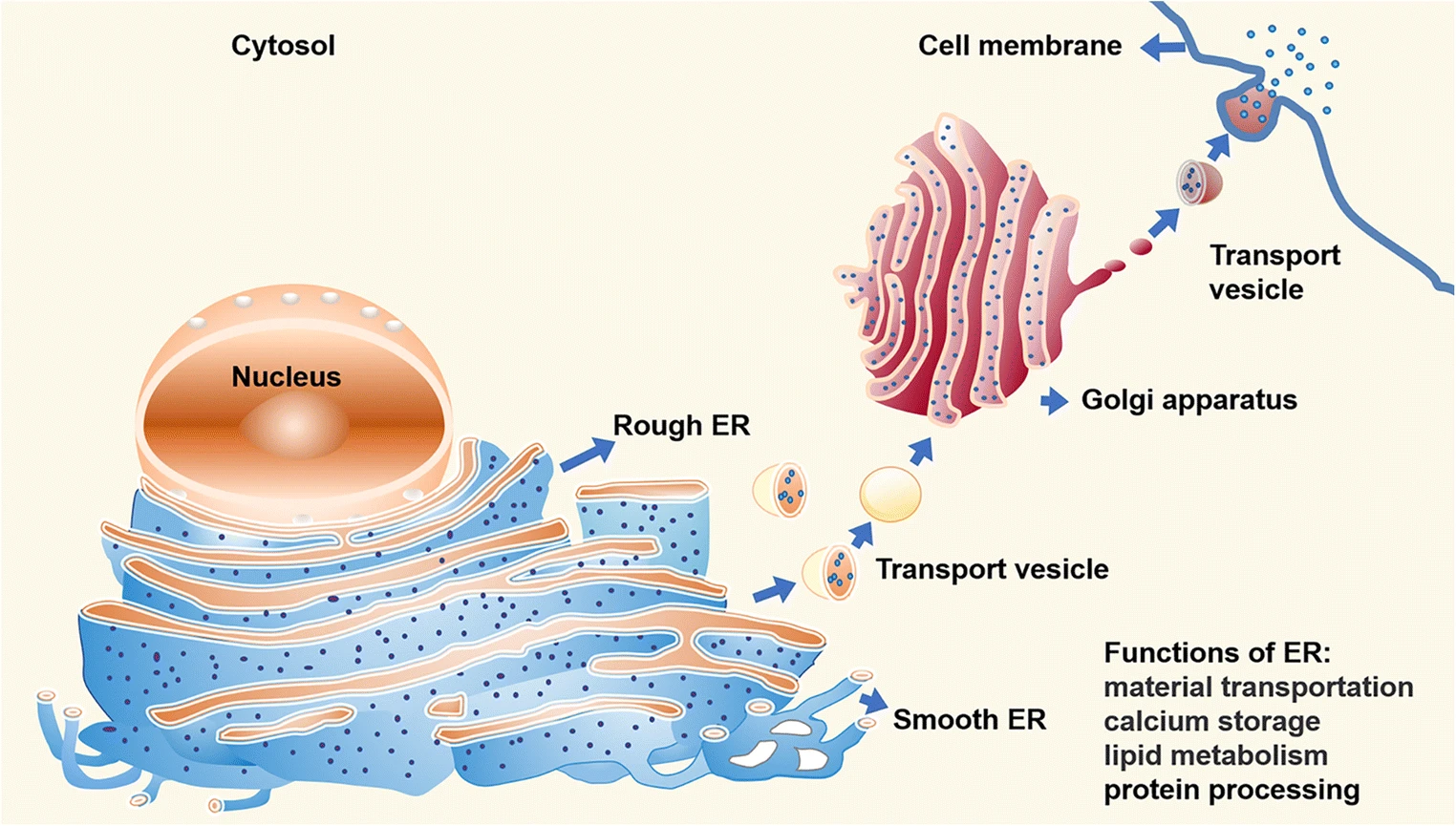1939606954588553216-endoplasmic-reticulum-analysis-services1.webp