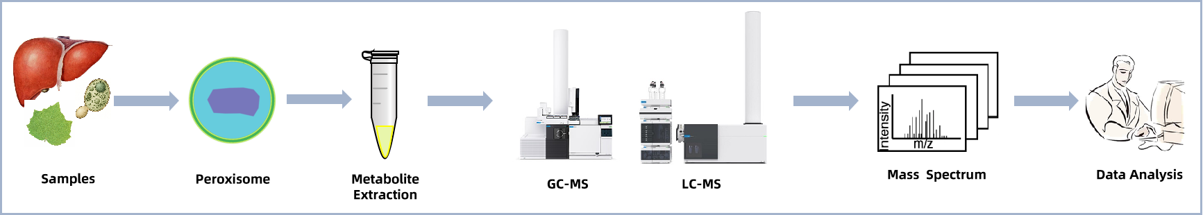 1939569322830188544-peroxisome-metabolomics-analysis-services1.png