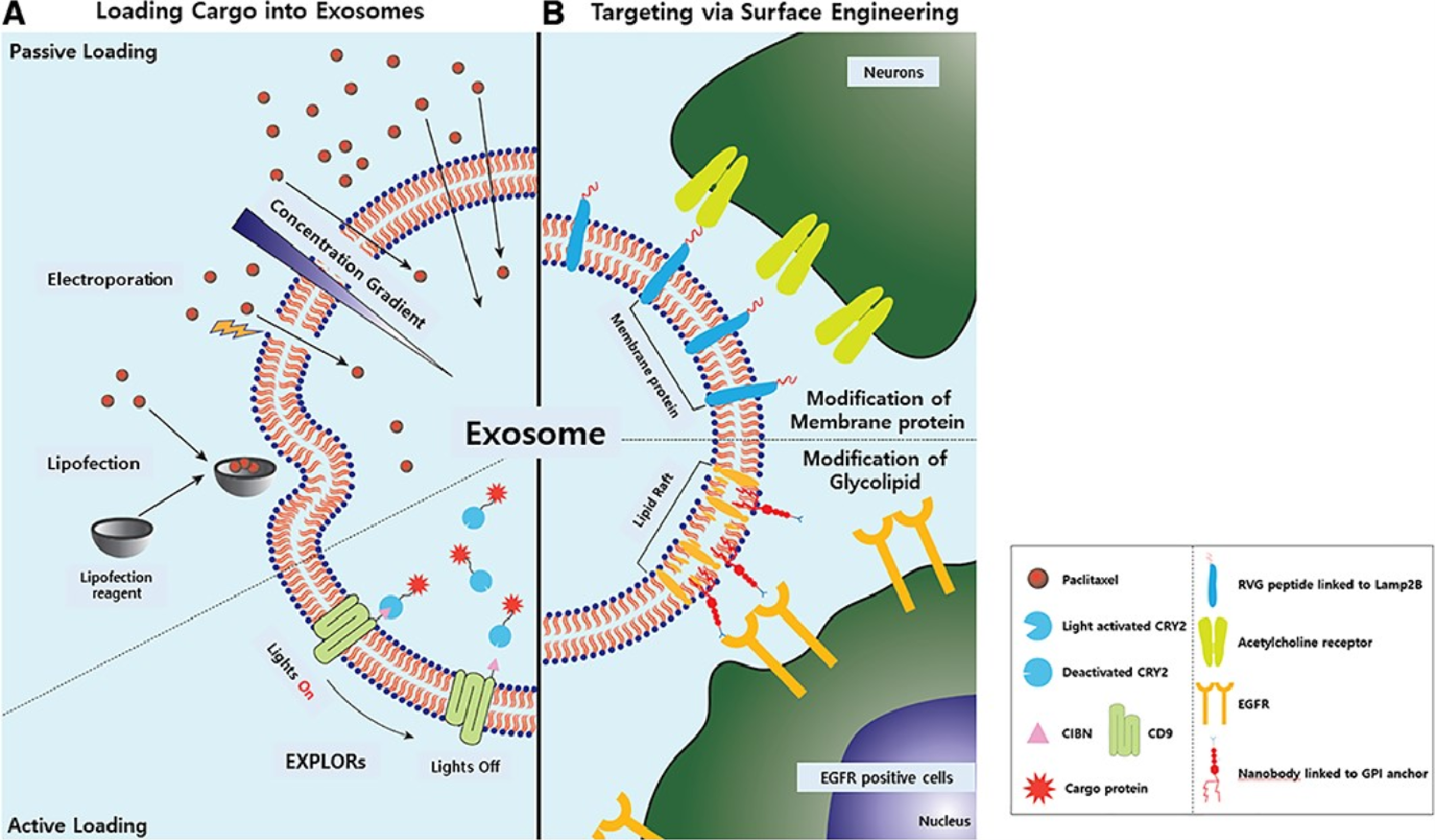 1939571219528011776-exosome-engineering-services1.png