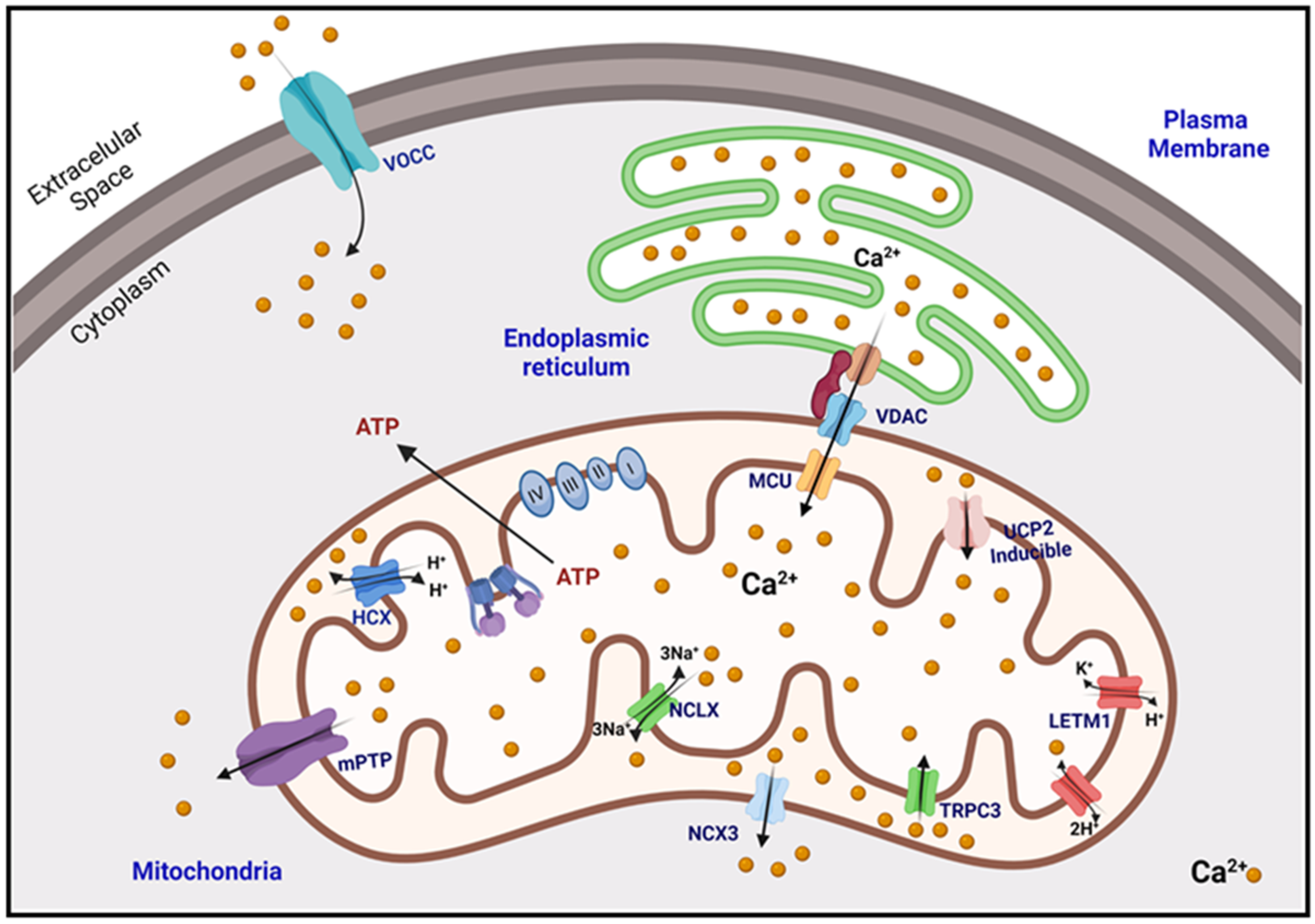 1939604528849080320-mitochondrial-calcium-ion-detection-service1.png