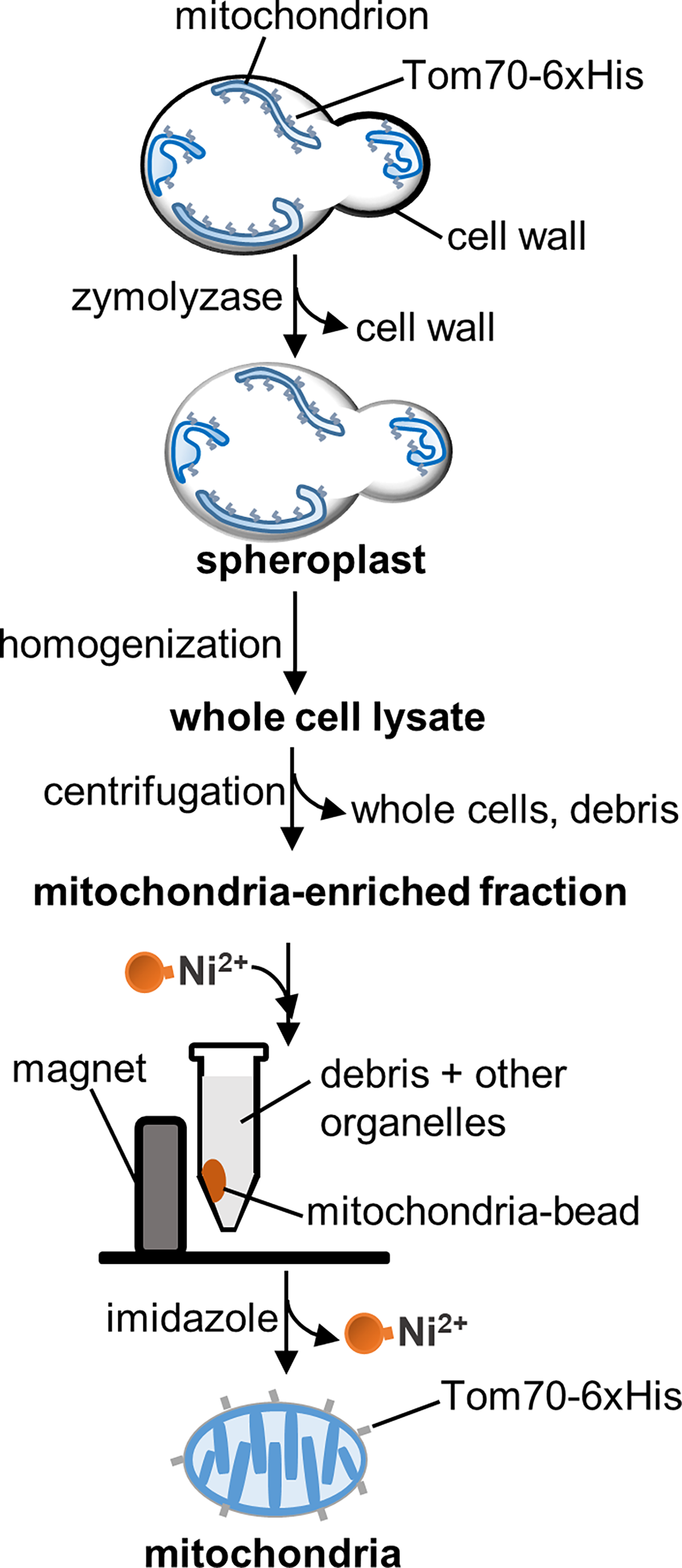 1939621131997270016-mitochondrial-isolation-and-mitochondrial-protein-purification-service1.png