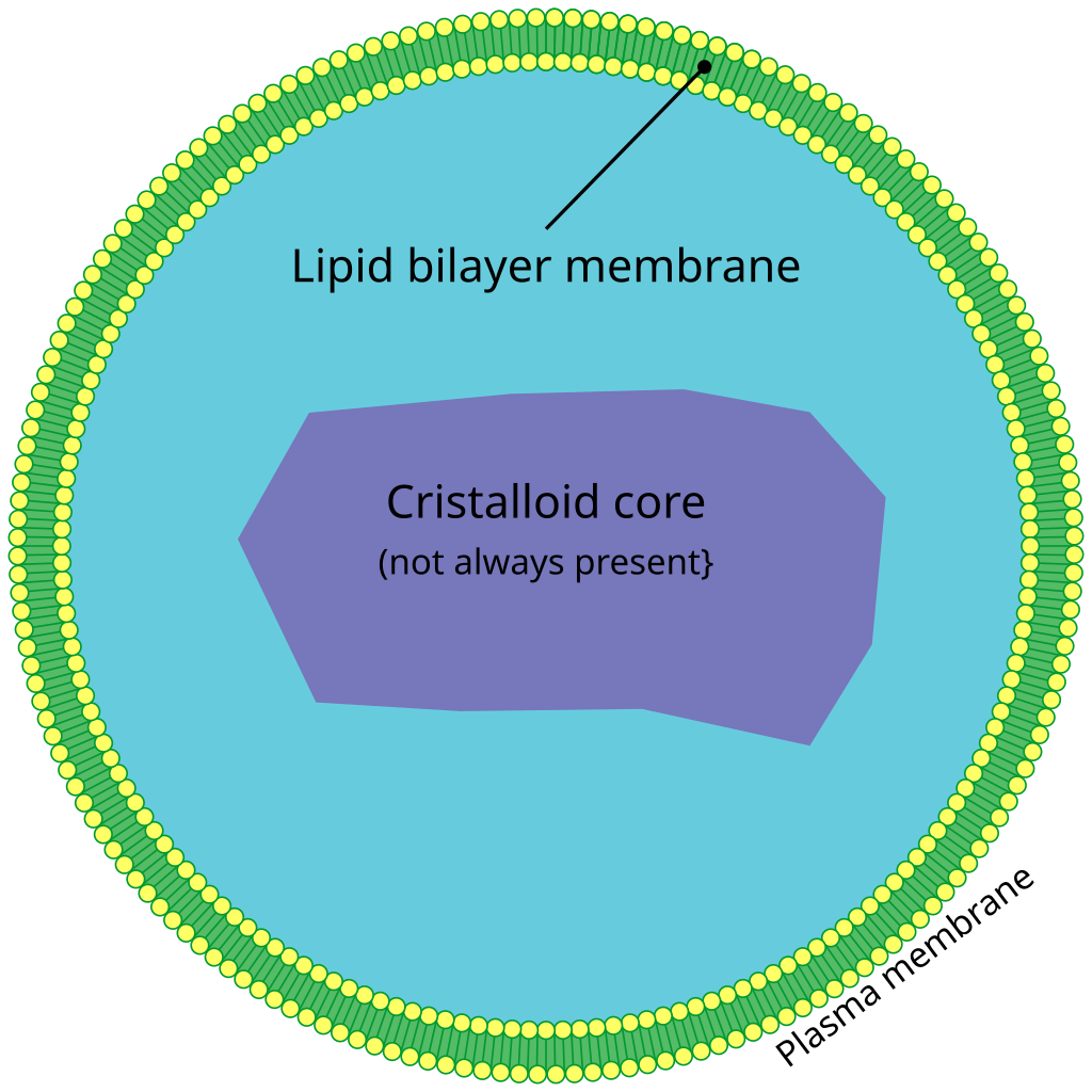 1939940135077007360-peroxisome-isolation-and-purification-service1.png