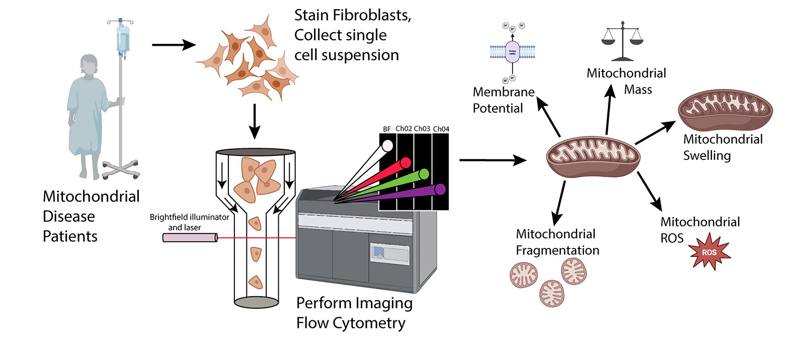 1939972074525806592-MitochondrialPhenotypeAnalysisService.jpg