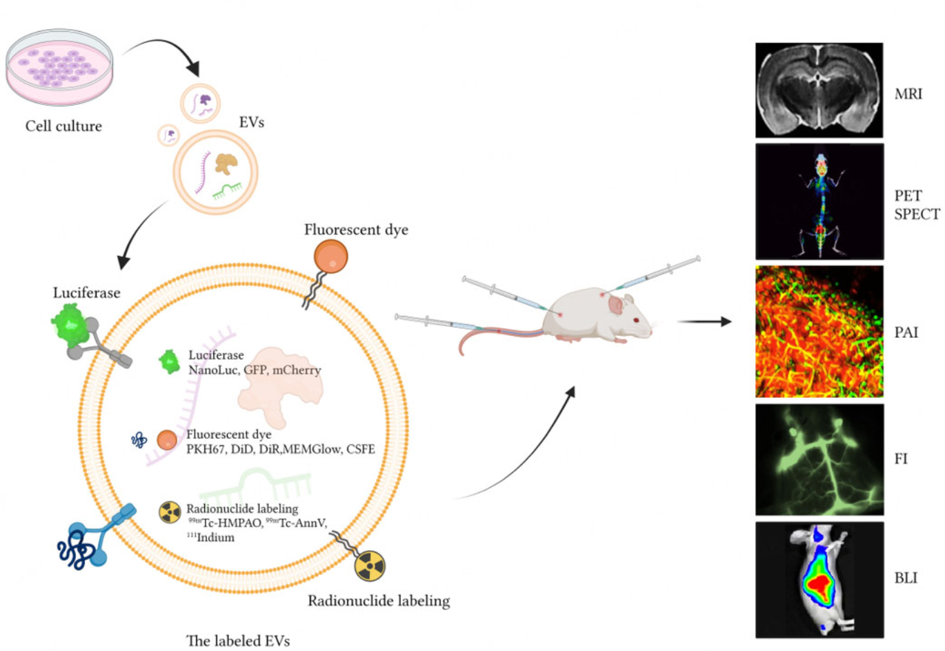 1940292921698406400-exosomes-labeling-and-tracking-service1.png
