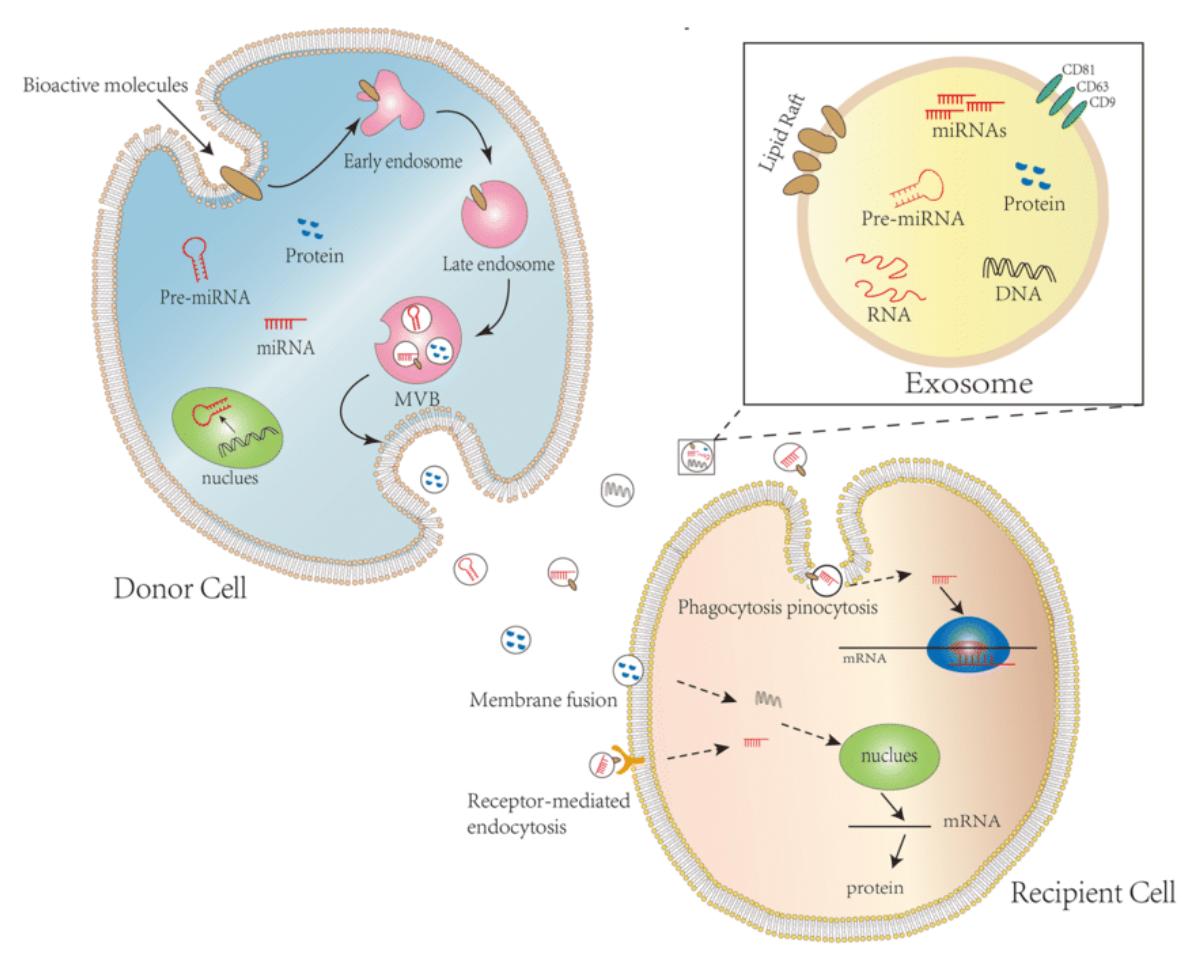 1940323809119293440-exosome-transfer-analysis-service1.png