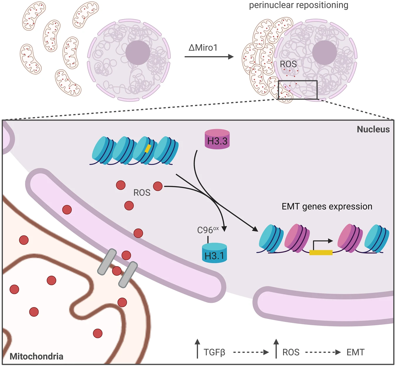 1940328555448225792-mitochondrial-ros-analysis-service1.webp