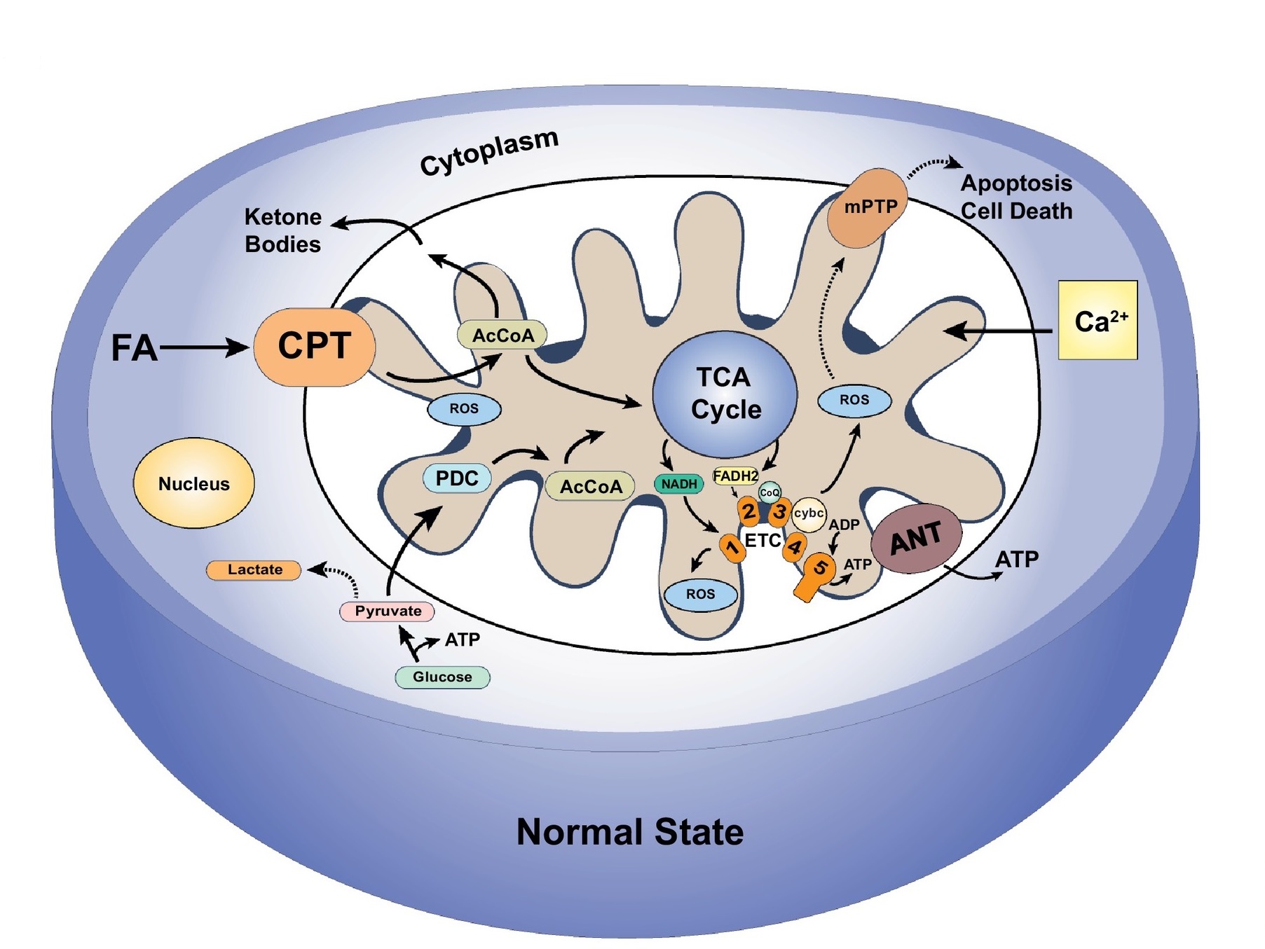 1940334019112194048-mitochondrial-function-analysis-service1.jpg