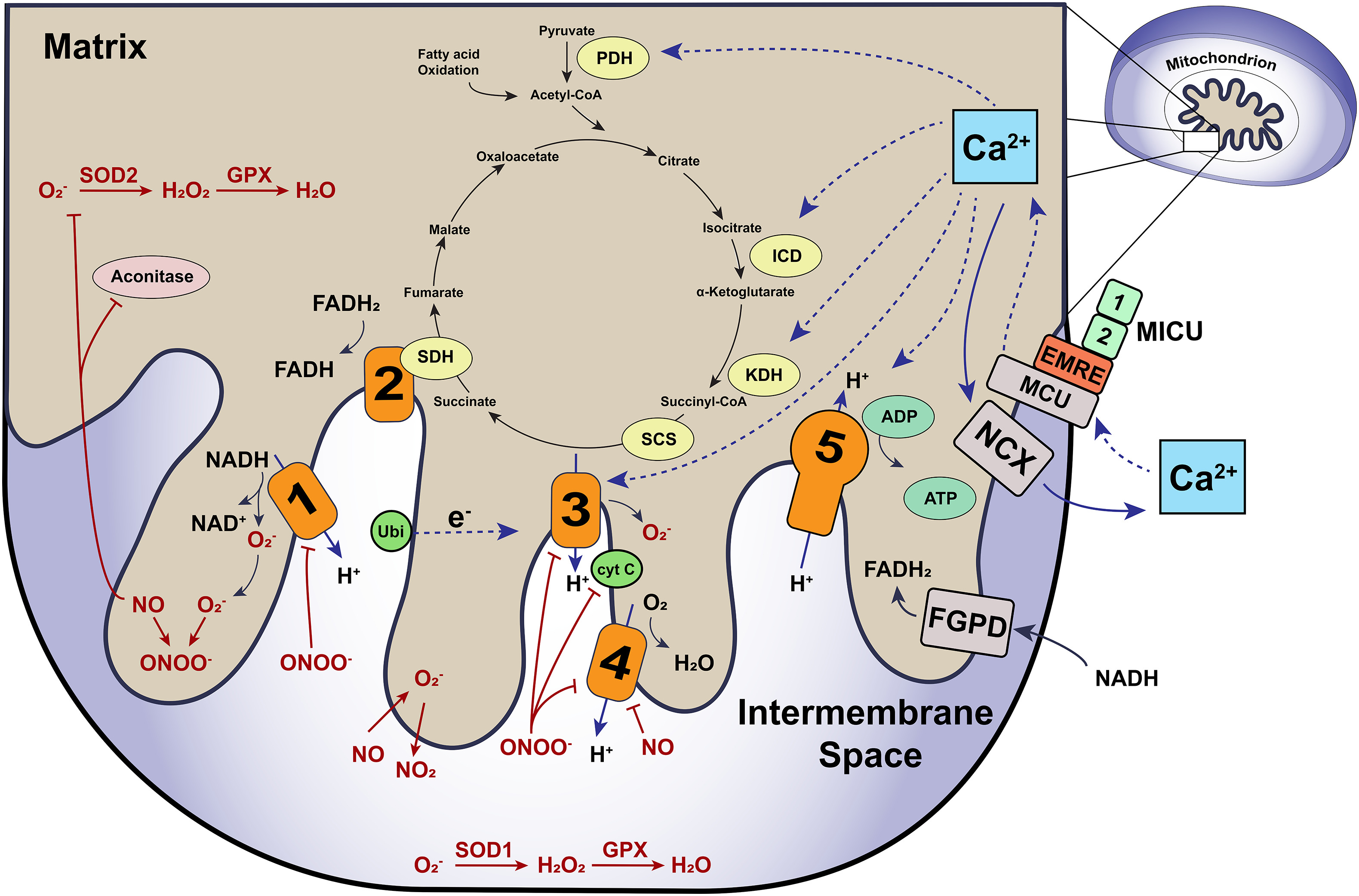 1940334178390888448-mitochondrial-function-analysis-service2.jpg