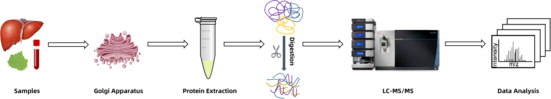 1940672132103655424-golgi-apparatus-proteomics-services1.png