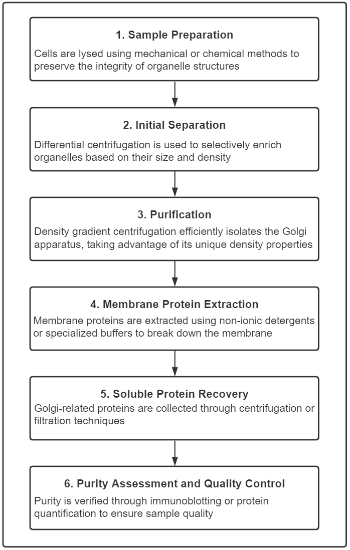 1940672955701383168-golgi-apparatus-and-golgi-protein-extraction-and-purification-service1.png
