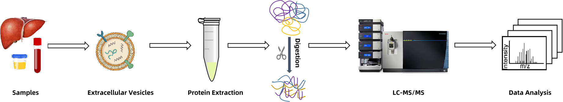 1940677667125317632-extracellular-vesicles-proteomics-services1.png