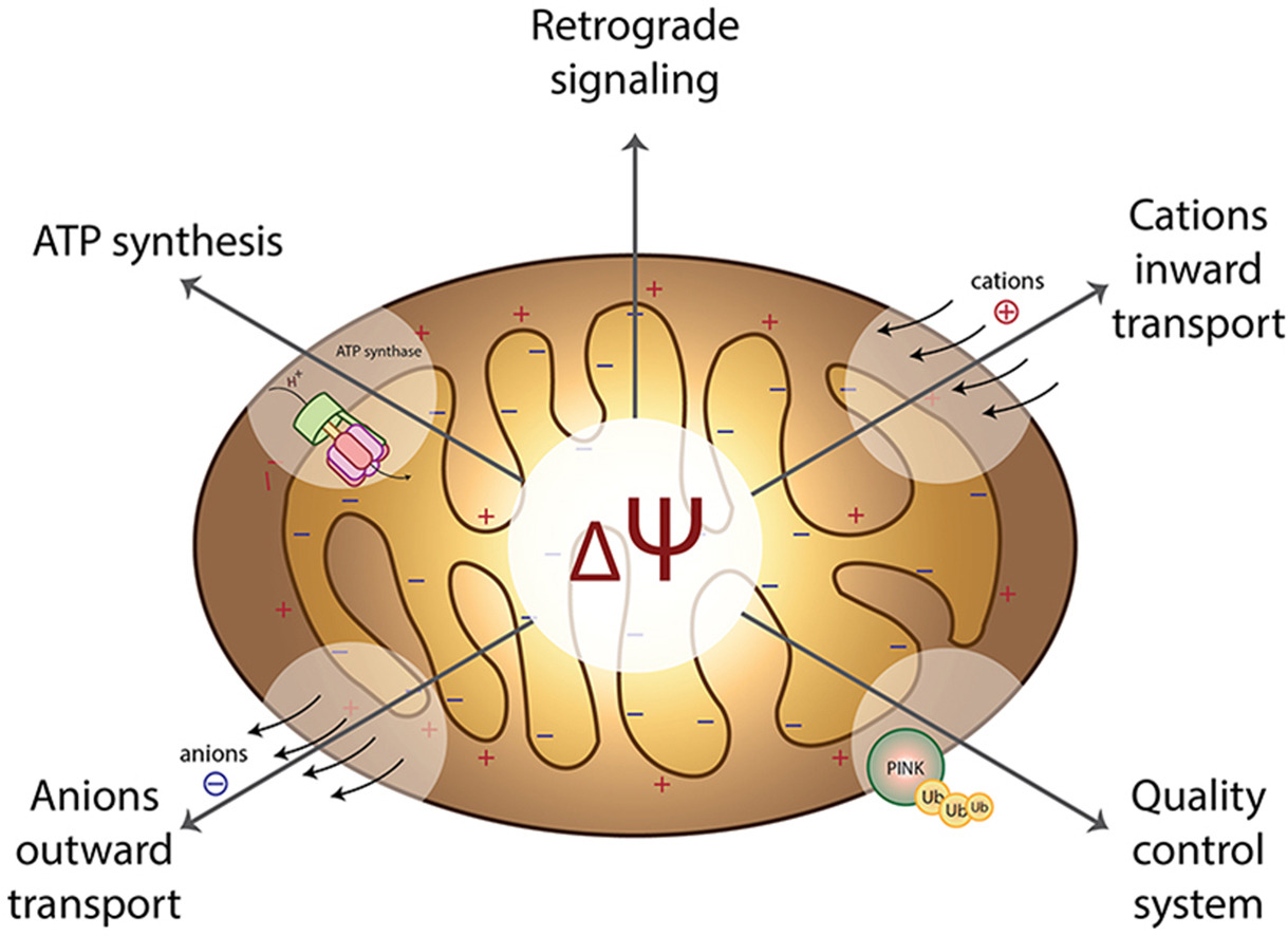 1940688985995726848-mitochondrial-membrane-potential-analysis-service1.jpg