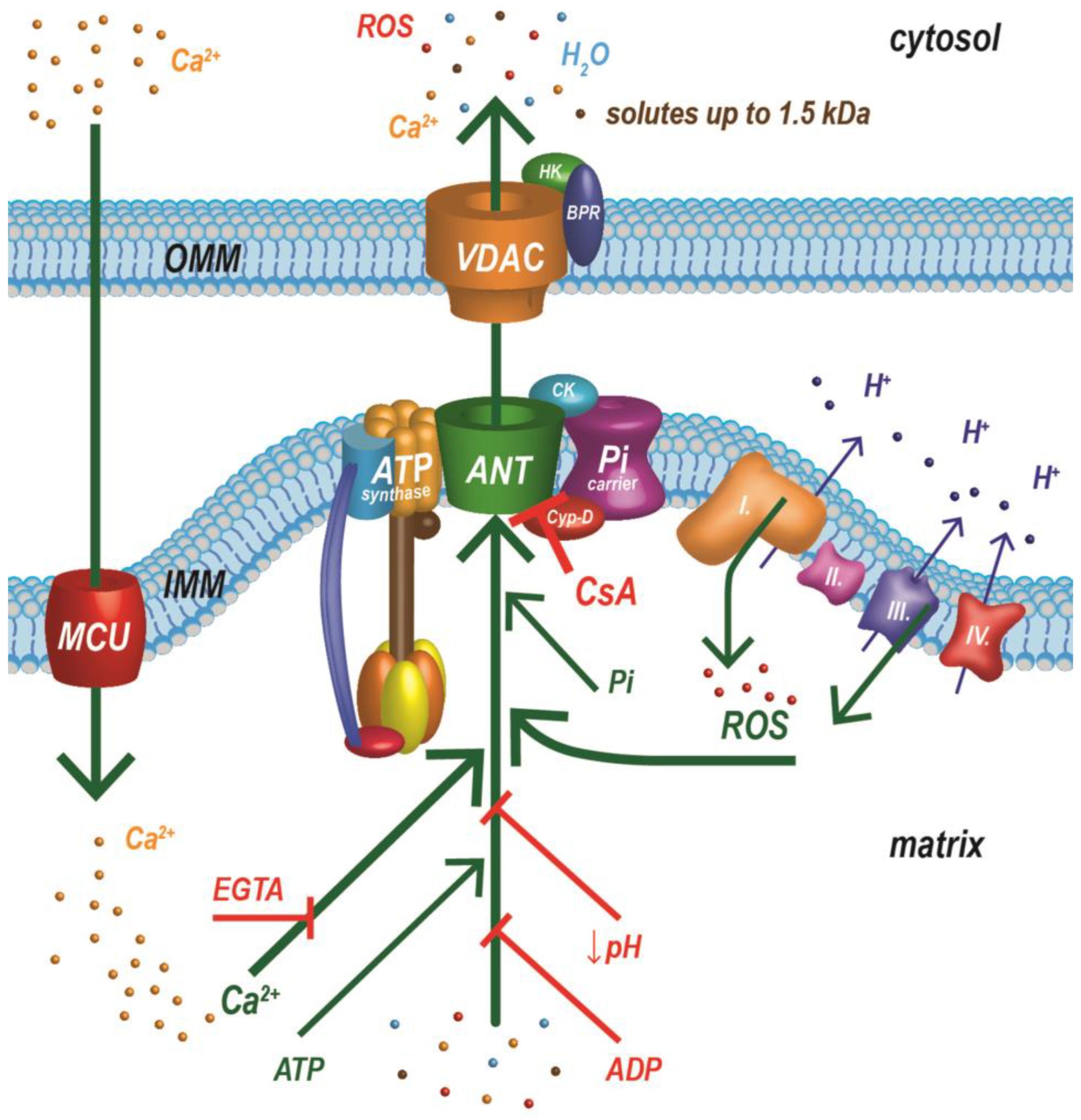 1940691880581386240-mitochondrial-permeability-transition-pore-analysis-service1.png