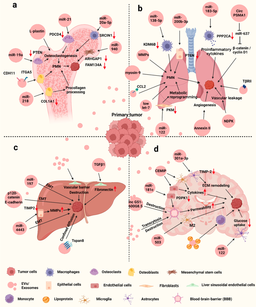 1941010432316264448-breast-cancer-exosome-research-service1.png