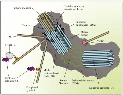 1941058406828331008-centrosome-proteomics-services1.jpg