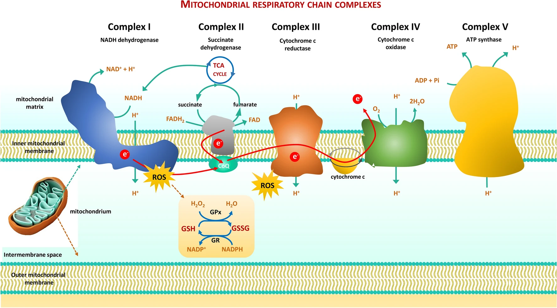 1942149929015824384-mitochondrial-respiratory-chain-enzyme-analysis-service1.webp