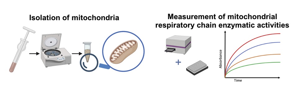 1942150117444931584-mitochondrial-respiratory-chain-enzyme-analysis-service2.jpg