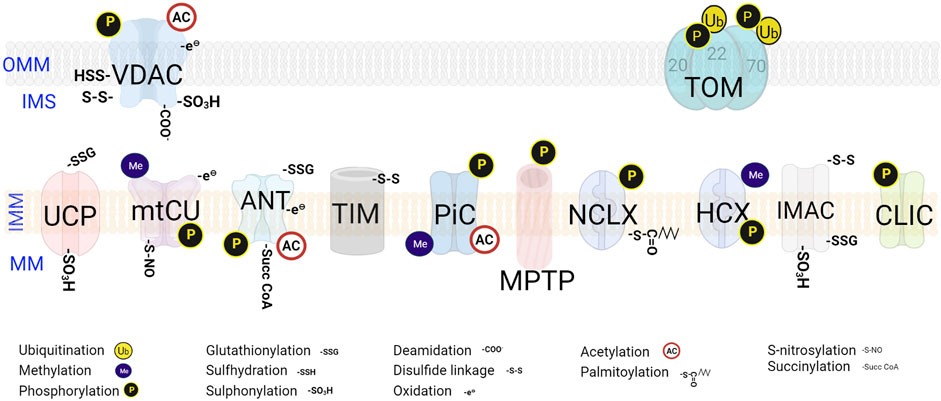 1942151090494099456-mitochondrial-protein-posttranslational-modification-analysis-service1.jpg