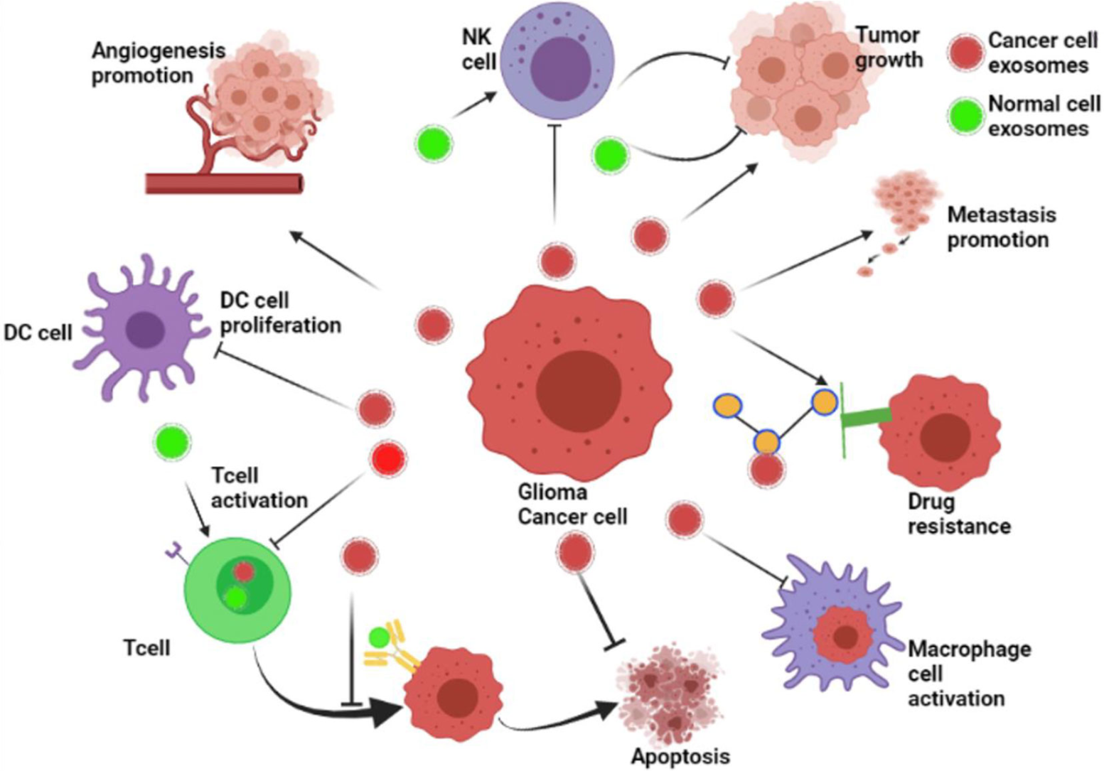 1942423838470557696-glioblastoma-exosome-research-service1.png