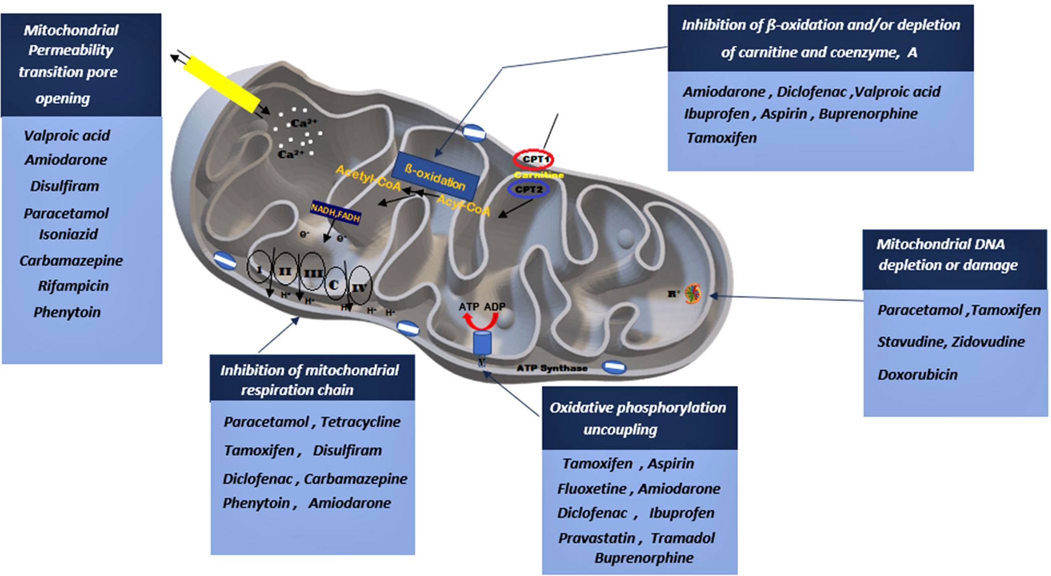 1942513575604637696-mitochondrial-toxicity-detection-service1.jpg