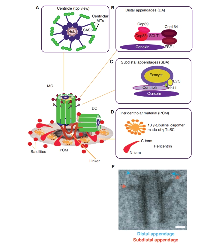 1942514367594090496-centrosome-isolation-and-centrosome-protein-purification-service1.jpg