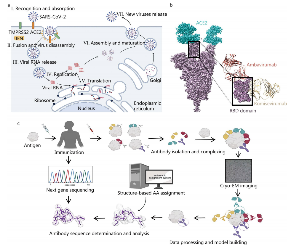 1942792823921823744-cryo-electron-microscopy-analysis-service-drug-discovery1.PNG