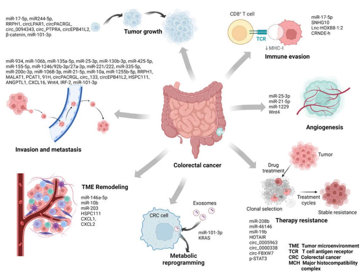 1942825882285101056-colorectal-cancer-exosome-research-service1.png