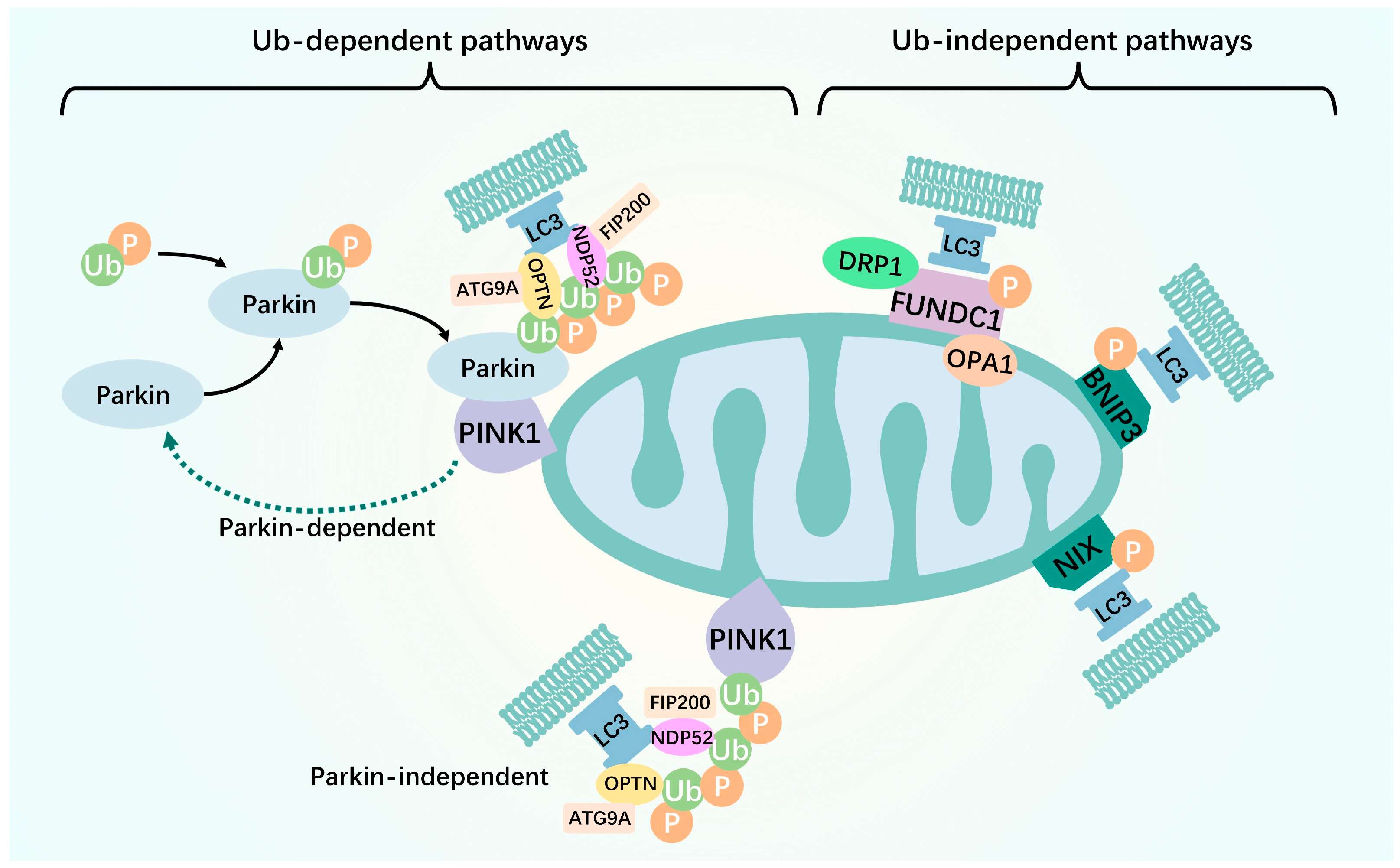 1942870033894592512-mitochondrial-autophagy-analysis-service1.png