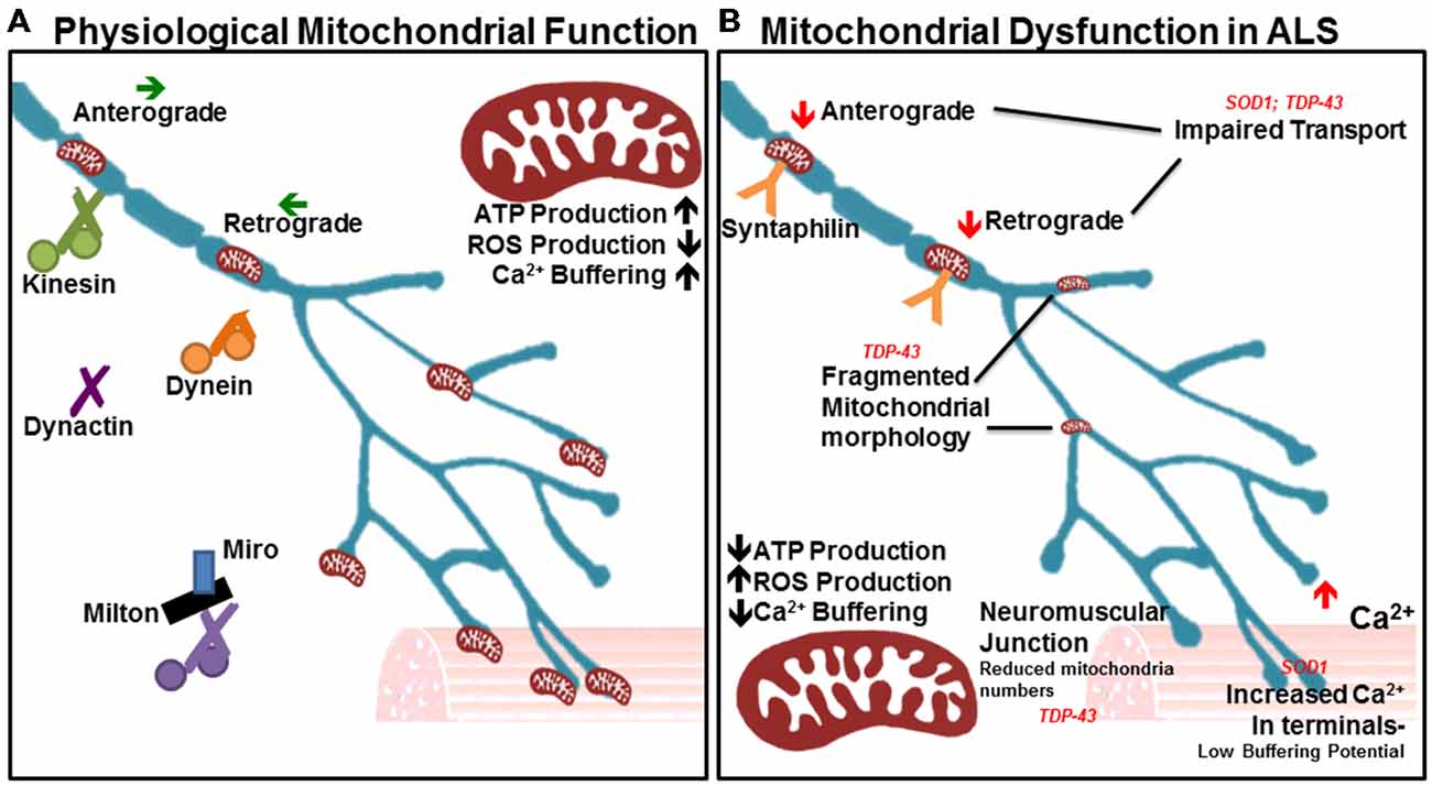 1942870465933070336-mitochondrial-autophagy-analysis-service2.jpg