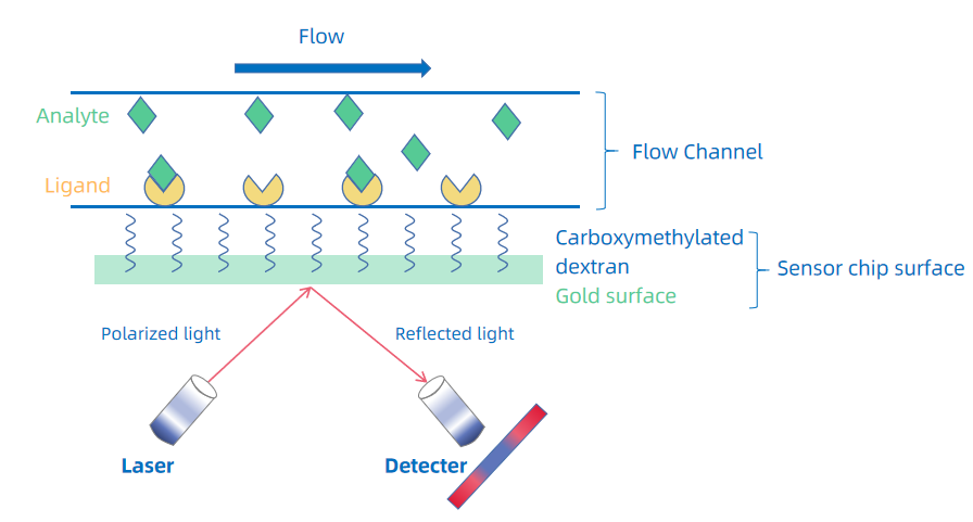 1943182178834305024-surface-plasmon-resonance-spr-analysis-service-drug-discovery1.PNG