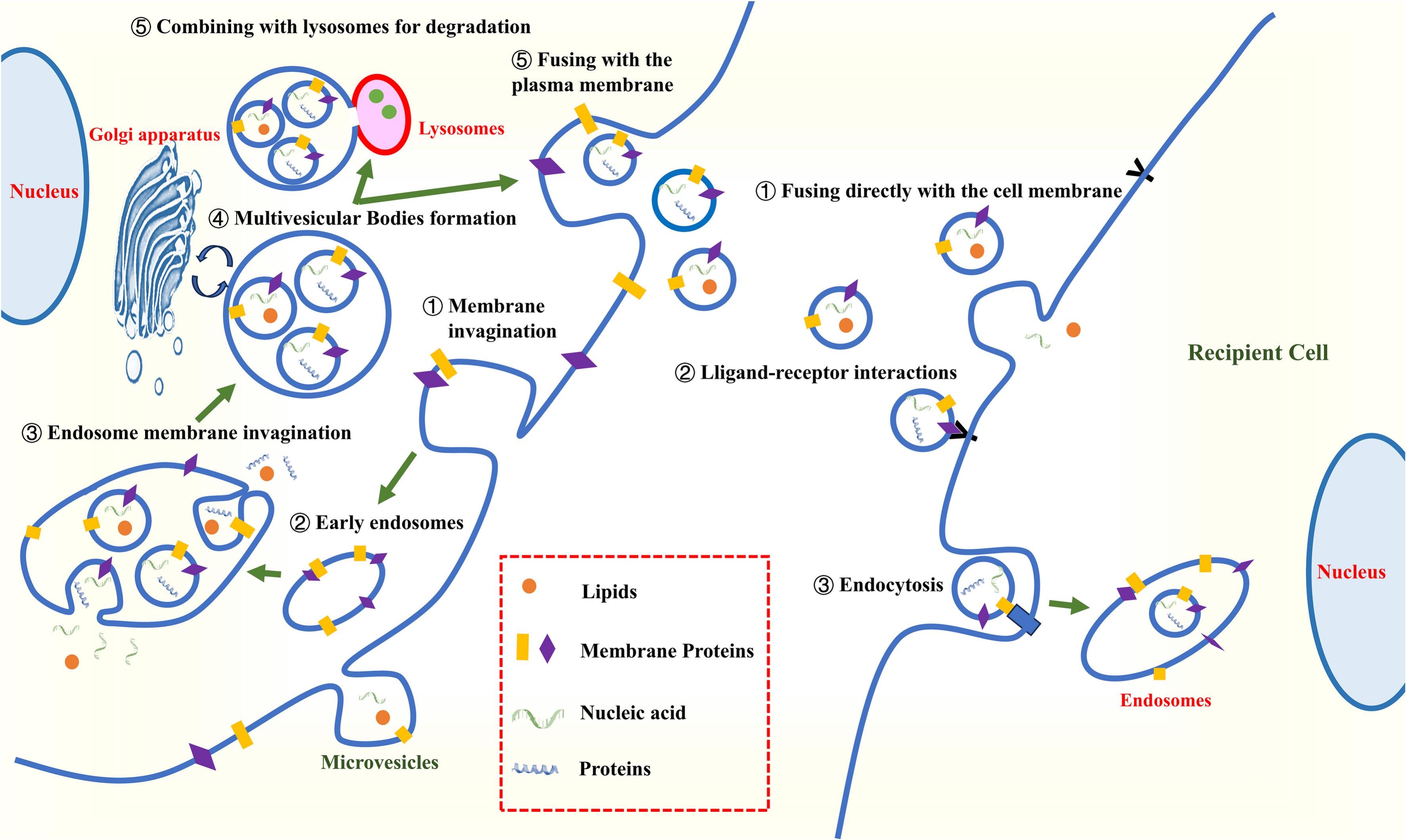 exosome-mediated-mRNA-delivery-service1.jpg
