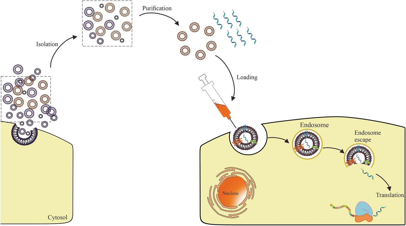 exosome-mediated-mRNA-delivery-service2.png